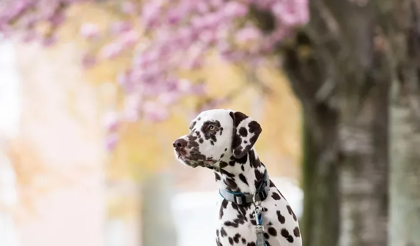 16 Raças de Cães Doodle: Guia Completo com Características