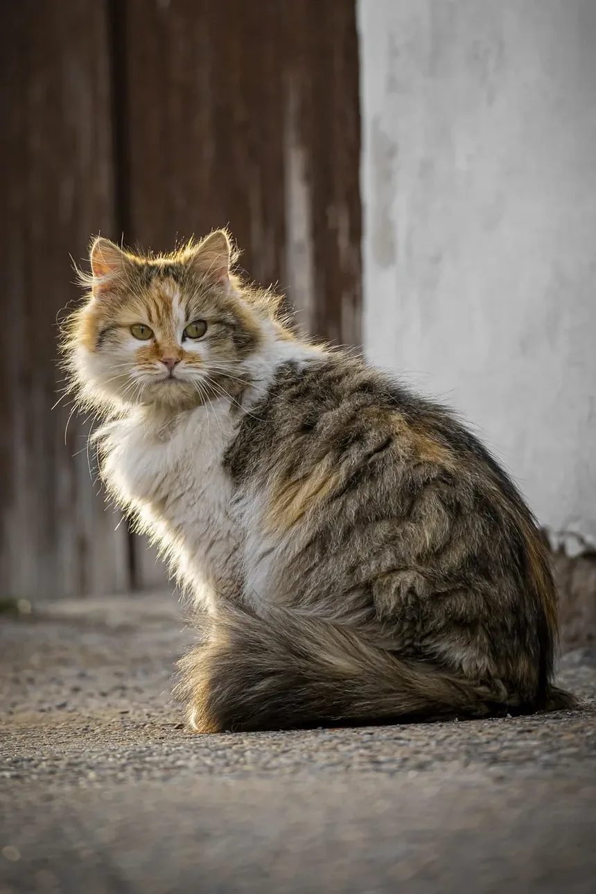 3 Receitas Caseiras de Petiscos de Abóbora para Gatos para Aproveitar Neste Outono