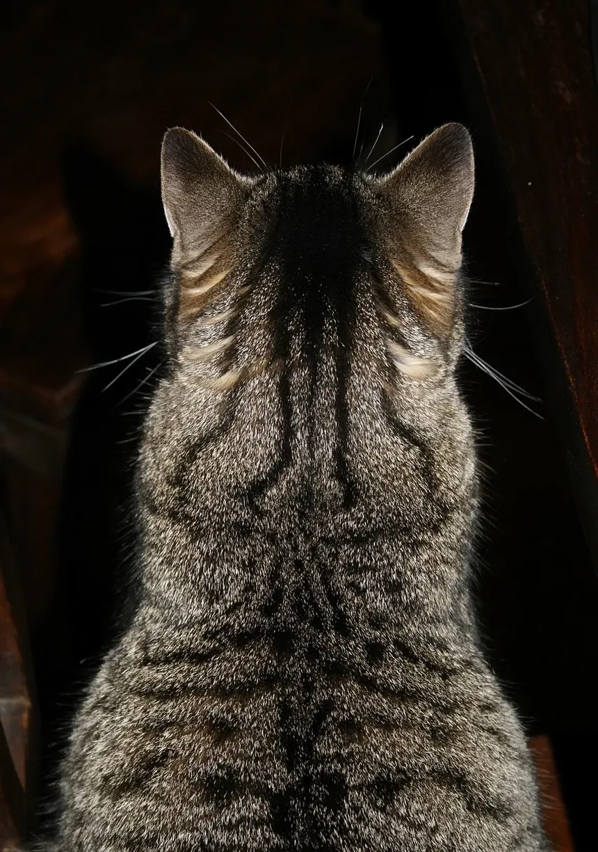 3 Receitas Caseiras de Petiscos de Abóbora para Gatos para Aproveitar Neste Outono