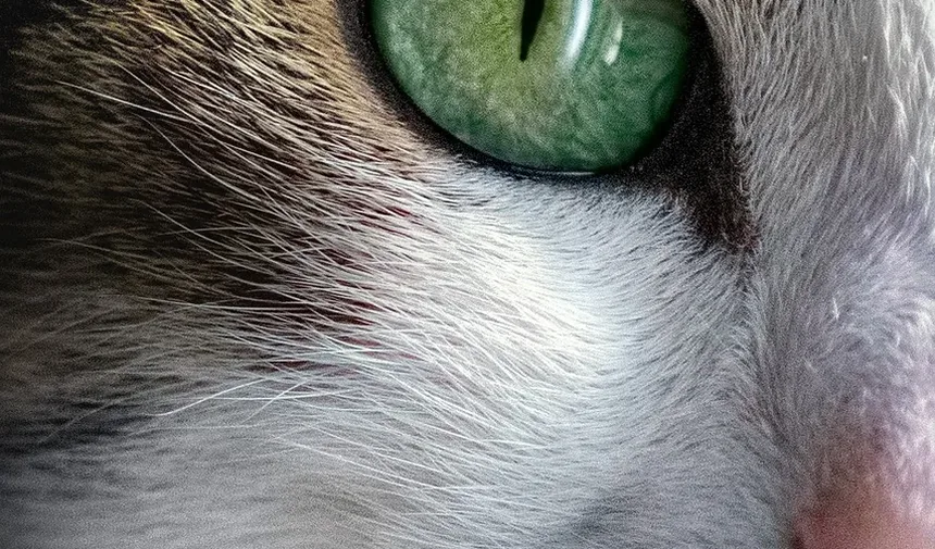 3 Receitas Caseiras de Petiscos de Abóbora para Gatos para Aproveitar Neste Outono