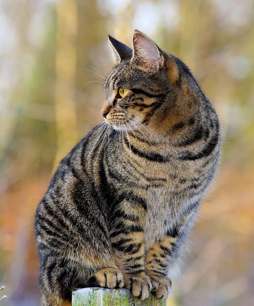 Problemas Comportamentais em Gatinhos: Como Resolver e Prevenir