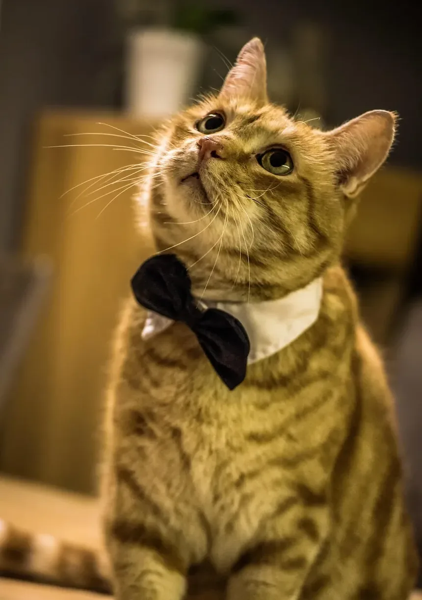 Problemas Comportamentais em Gatinhos: Como Resolver e Prevenir