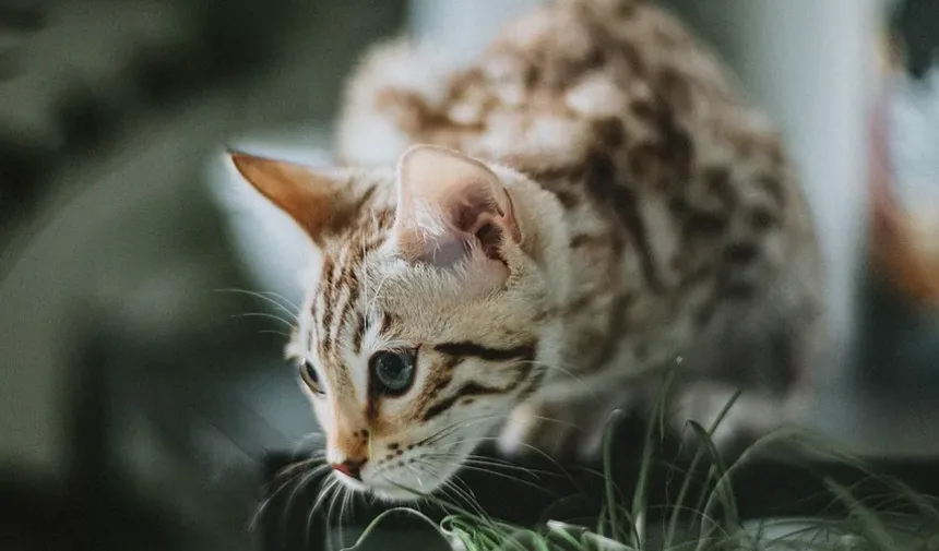 Problemas Comportamentais em Gatinhos: Como Resolver e Prevenir