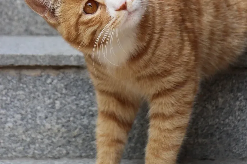 Problemas Comportamentais em Gatinhos: Como Resolver e Prevenir