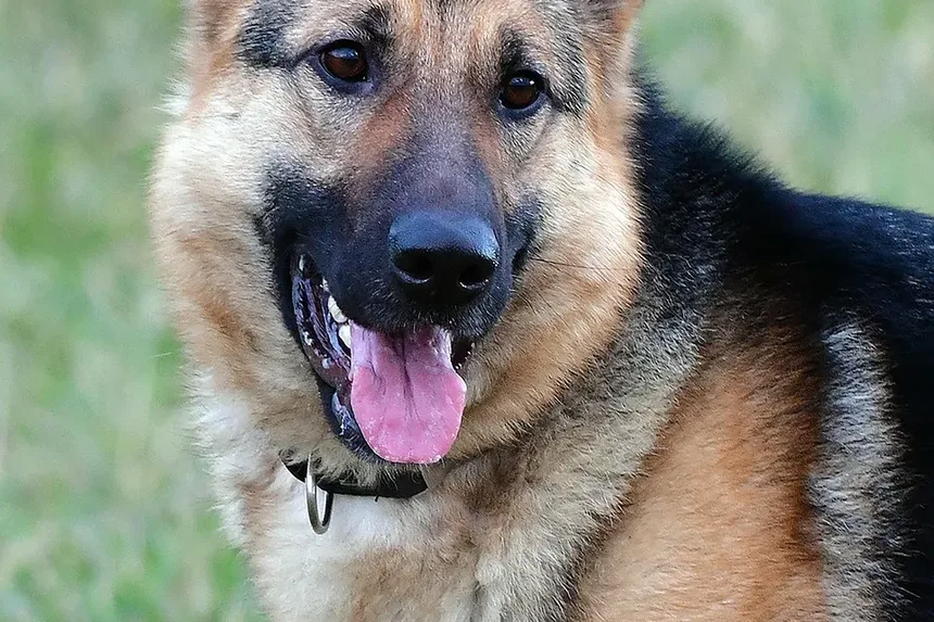 Distemper em Furões: Sintomas, Tratamento e Como Proteger Seu Animal de Estimação