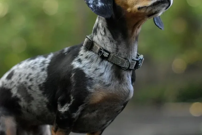 Cães Lambem Feridas: Perigo ou Cura? Descubra a Verdade!