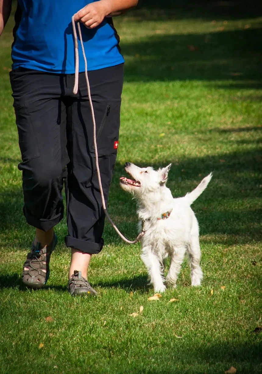 Síndrome de Fanconi em Cães: Tudo o que Você Precisa Saber