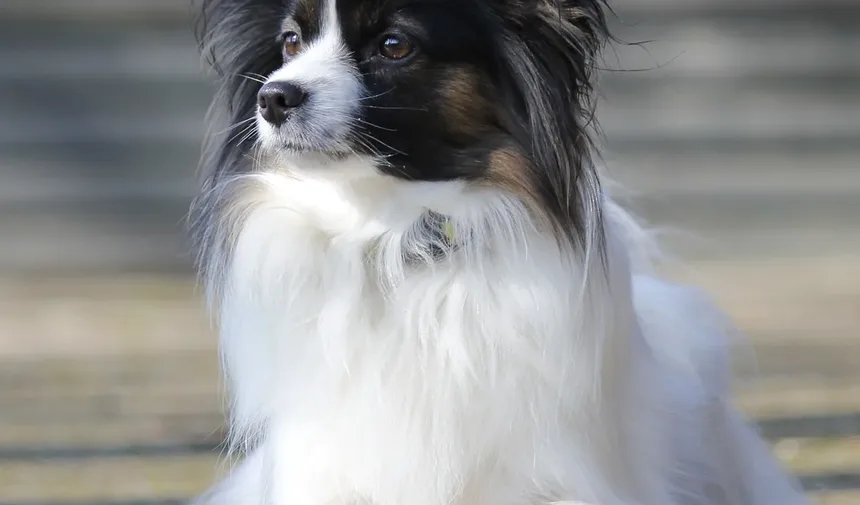 Síndrome de Fanconi em Cães: Tudo o que Você Precisa Saber