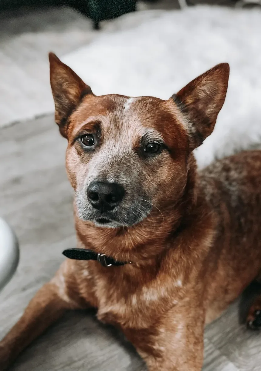Como Entreter Seu Cavalo no Estábulo: 6 Dicas Infalíveis