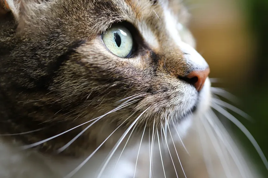 Como Evitar que Seu Gato Faça xixi Fora da Caixa de Areia: 7 Soluções Práticas