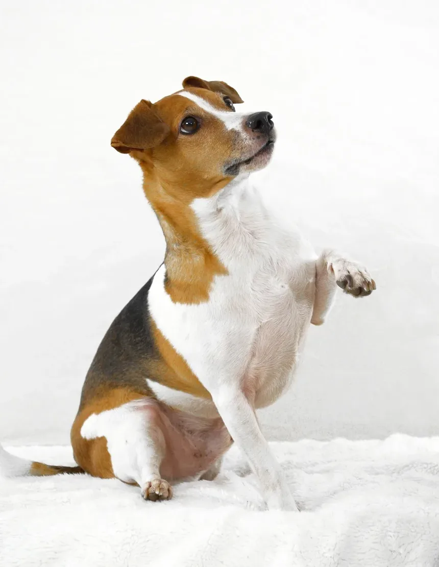 Como Parar o Latido Excessivo do Seu Cão: 5 Dicas Infalíveis