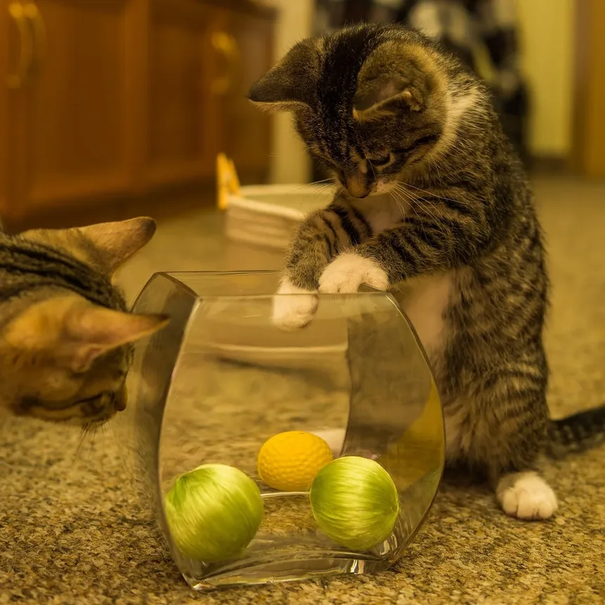 Gatos Independentes: 5 Raças Perfeitas para Quem Tem Rotinas Agitadas