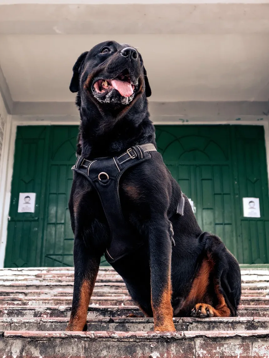 Mirtazapina para Cães: Como Funciona e Quando Usar