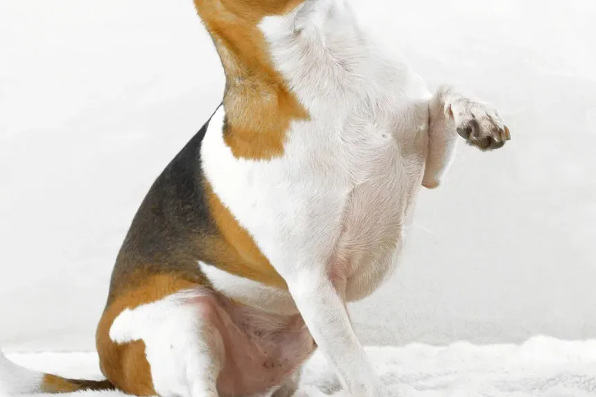 Mirtazapina para Cães: Como Funciona e Quando Usar