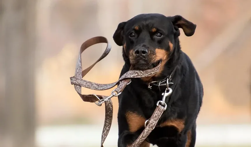 Ponte do Arco-Íris: O Poema que Conforta Donos de Animais em Luto