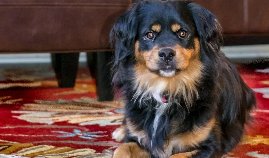 Suplementos para Cães: Quando São Necessários e Como Escolher os Melhores