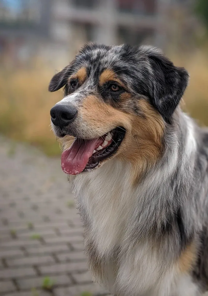 Os 8 Animais de Estimação Mais Populares em 2023: Descubra Qual é o Ideal para Você!