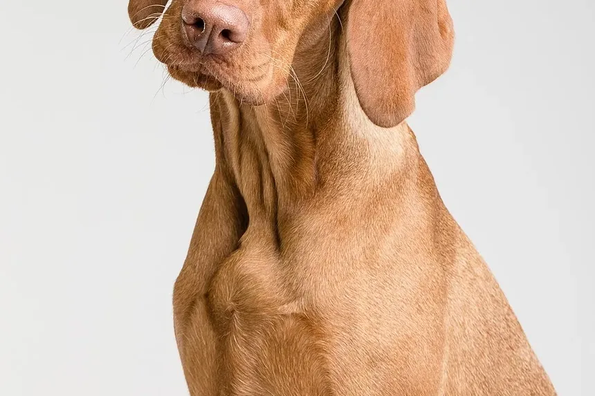 Os 8 Animais de Estimação Mais Populares em 2023: Descubra Qual é o Ideal para Você!