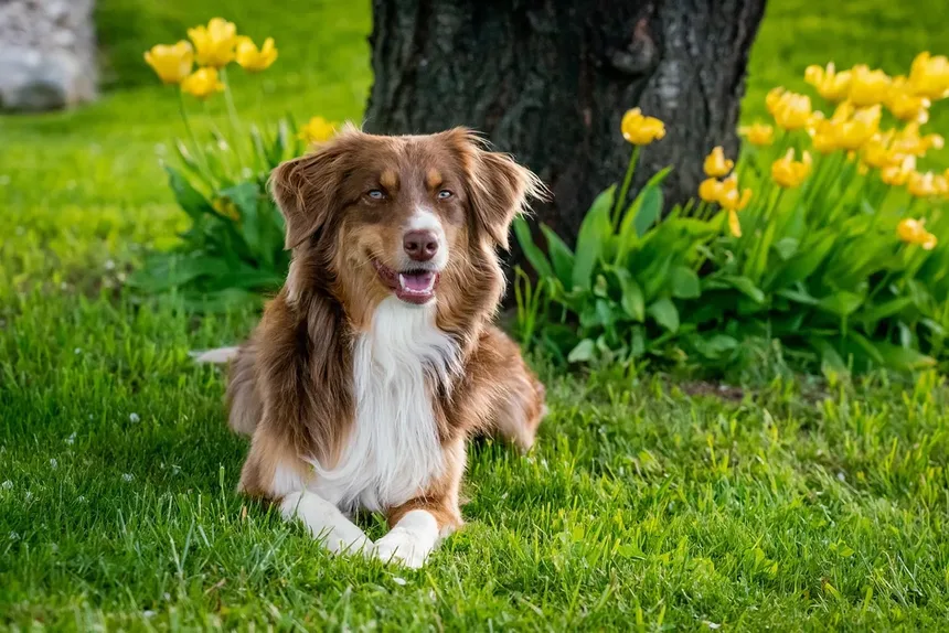 Carrapatos em Cães: Como Proteger Seu Pet Desses Parasitas Perigosos