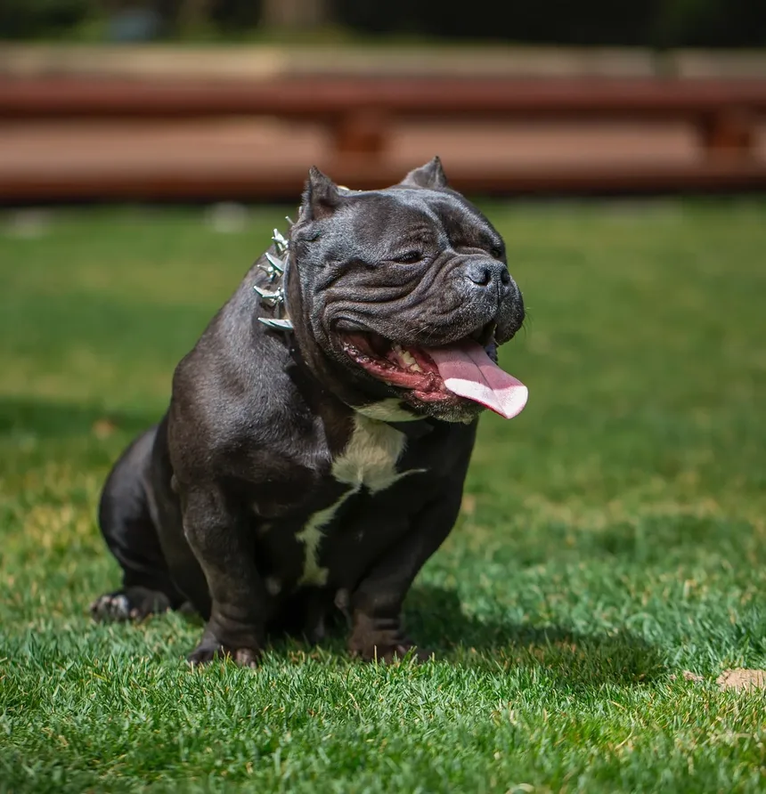 Síndrome do Tremelique em Cães: Tudo o que Você Precisa Saber