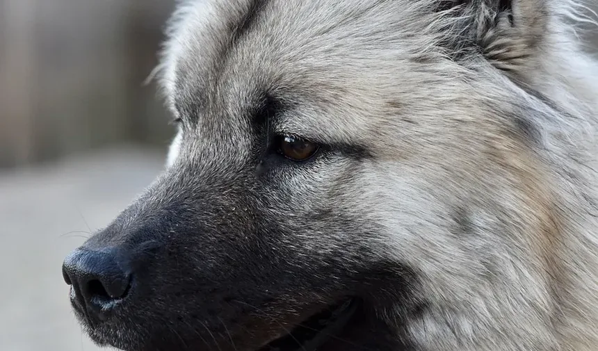 Síndrome do Tremelique em Cães: Tudo o que Você Precisa Saber