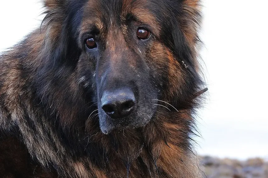 Síndrome do Tremelique em Cães: Tudo o que Você Precisa Saber