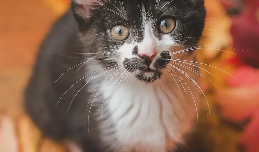 Tritrichomonas Fetus em Gatos: Sintomas, Tratamento e Prevenção