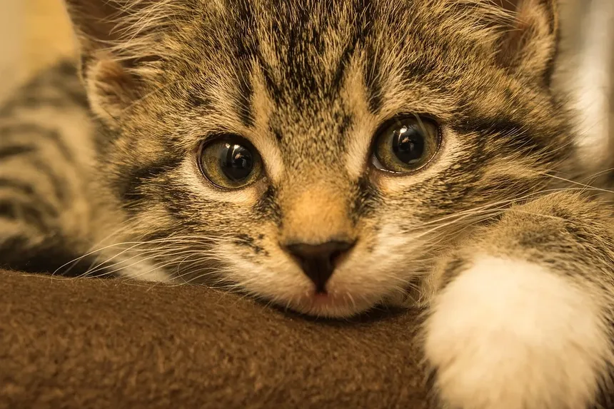 Tritrichomonas Fetus em Gatos: Sintomas, Tratamento e Prevenção