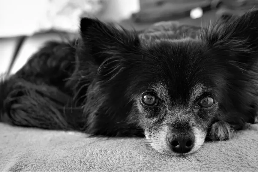 O Que É uma Dieta para Cães Idosos? O Que Alimentar Seu Cão Mais Velho