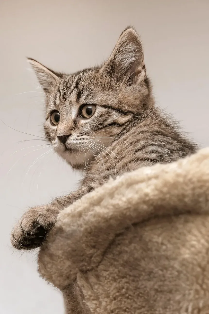 Por Que os Gatos Amam Caixas? 8 Razões Surpreendentes