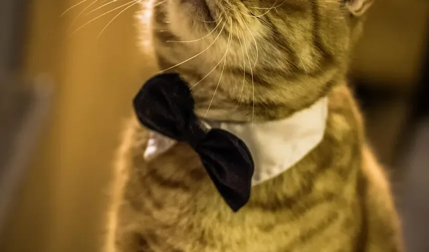 Por Que os Gatos Amam Caixas? 8 Razões Surpreendentes