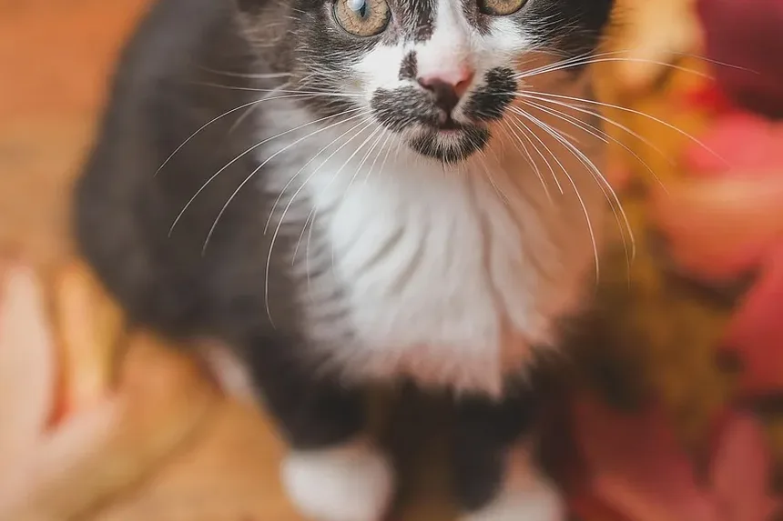 Por Que os Gatos Amam Caixas? 8 Razões Surpreendentes