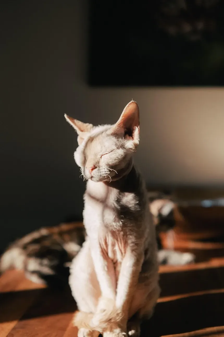 Por Que os Gatos Amam Pontos de Laser? Descubra os Benefícios!