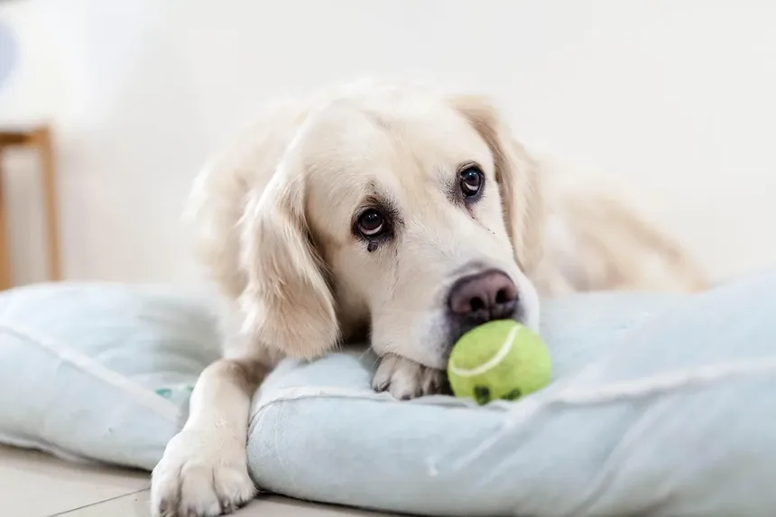 Por que os cães comem fezes? 7 razões e como parar esse hábito