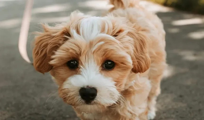 Por Que os Cães Rangem os Dentes? 7 Causas e Soluções