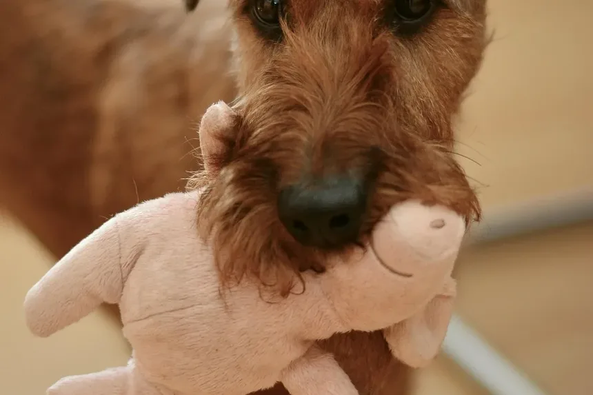 Por Que os Cães Rangem os Dentes? 7 Causas e Soluções
