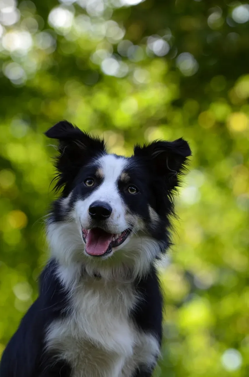 Por que os cães nos olham quando fazem cocô? Descubra os motivos!