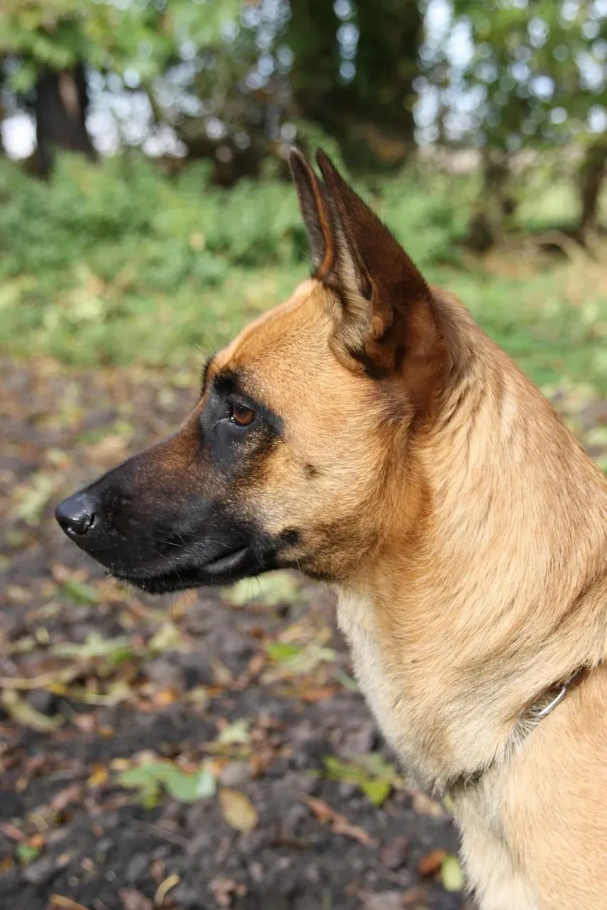 Por Que Meu Cachorro Espirra Tanto? 7 Causas e Soluções