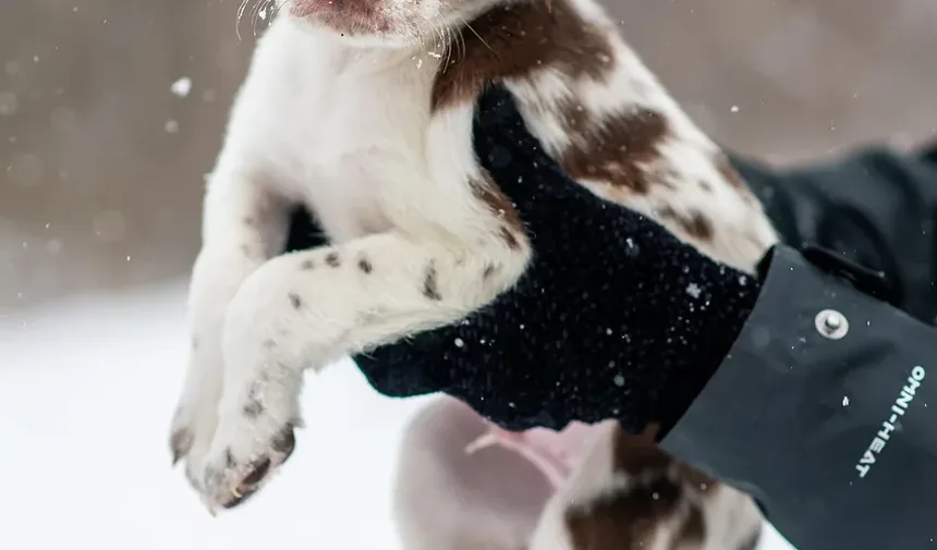 Por Que Meu Cachorro Espirra Tanto? 7 Causas e Soluções