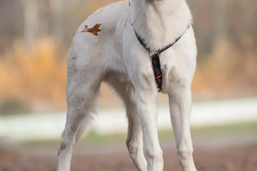 Por Que Meu Cachorro Espirra Tanto? 7 Causas e Soluções