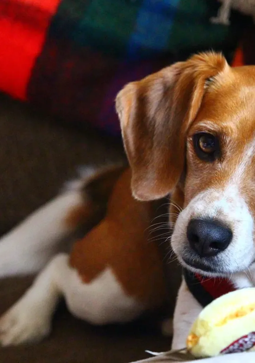 Zonisamida para Cães: Tudo que Você Precisa Saber