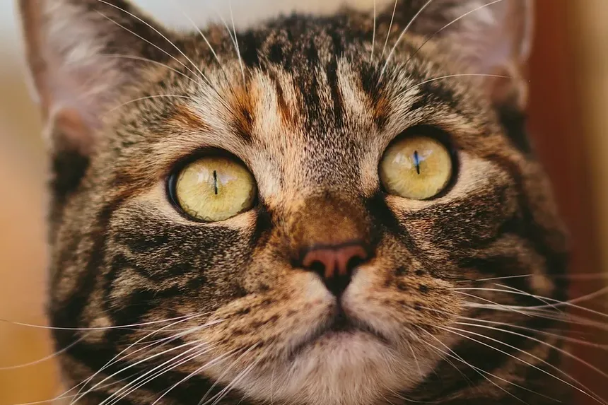 Os Petiscos Dentais Greenies São Bons para Gatos?