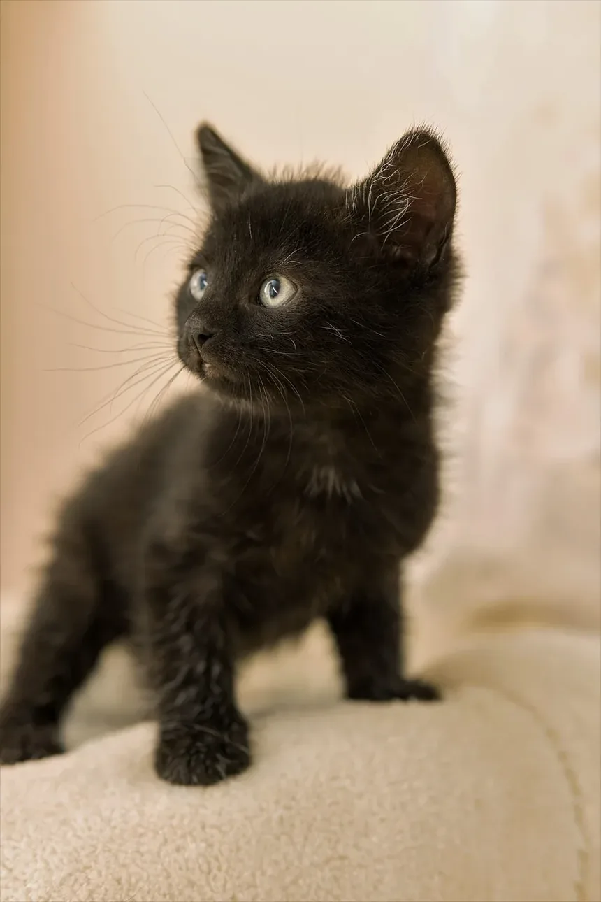 Melhor Ração para Gatos Idosos com Diabetes