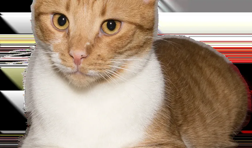 Melhor Ração para Gatos Idosos com Diabetes