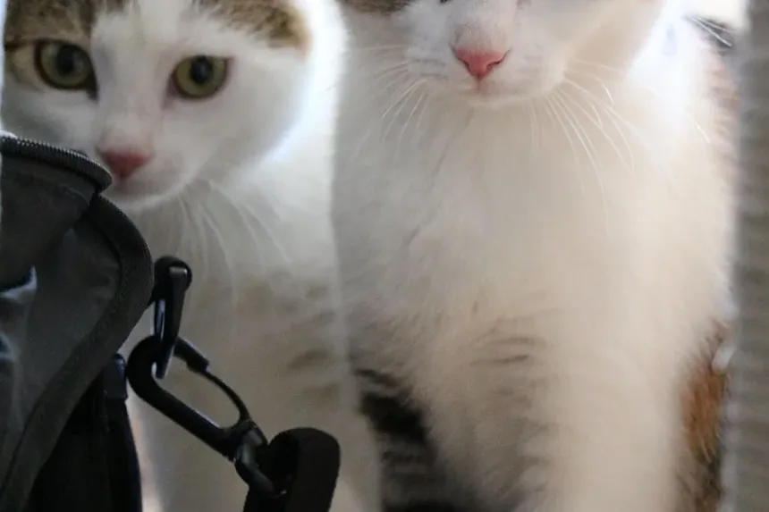 Melhor Ração para Gatos Idosos com Diabetes
