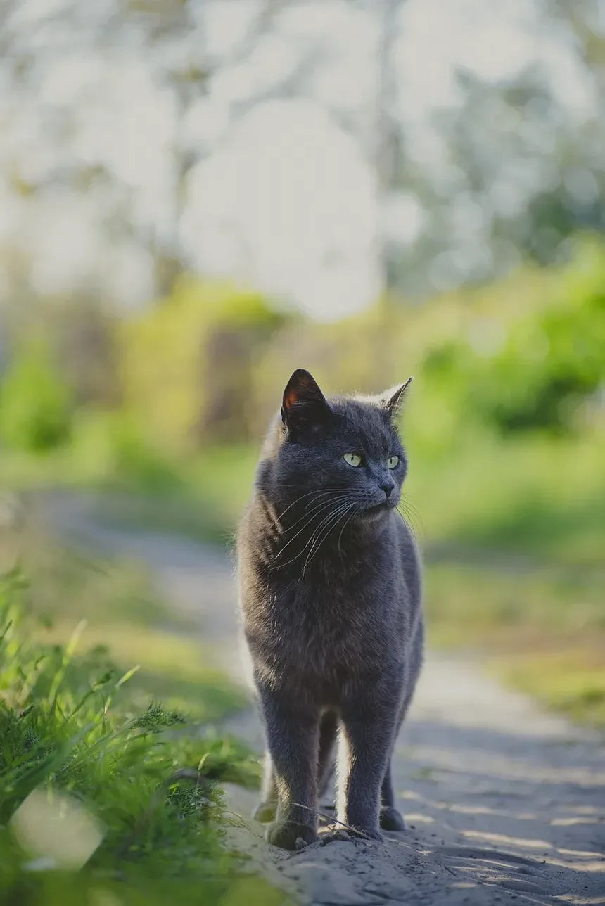 Melhor Ração para Gatos com Alergias de Pele: Recomendado por Veterinários do Reino Unido