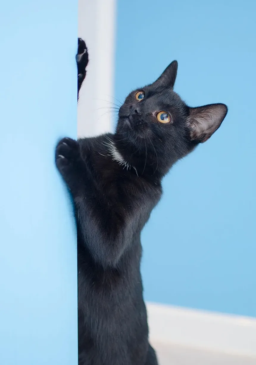 Melhor Ração para Gatos com Alergias de Pele: Recomendado por Veterinários do Reino Unido