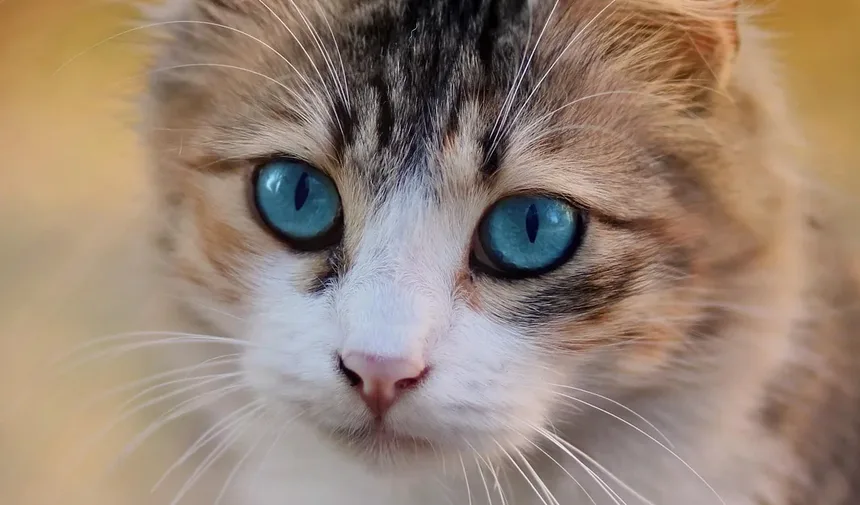 Melhor Ração para Gatos com Alergias de Pele: Recomendado por Veterinários do Reino Unido
