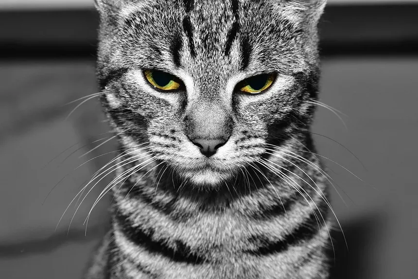 Melhor Ração para Gatos com Alergias de Pele: Recomendado por Veterinários do Reino Unido