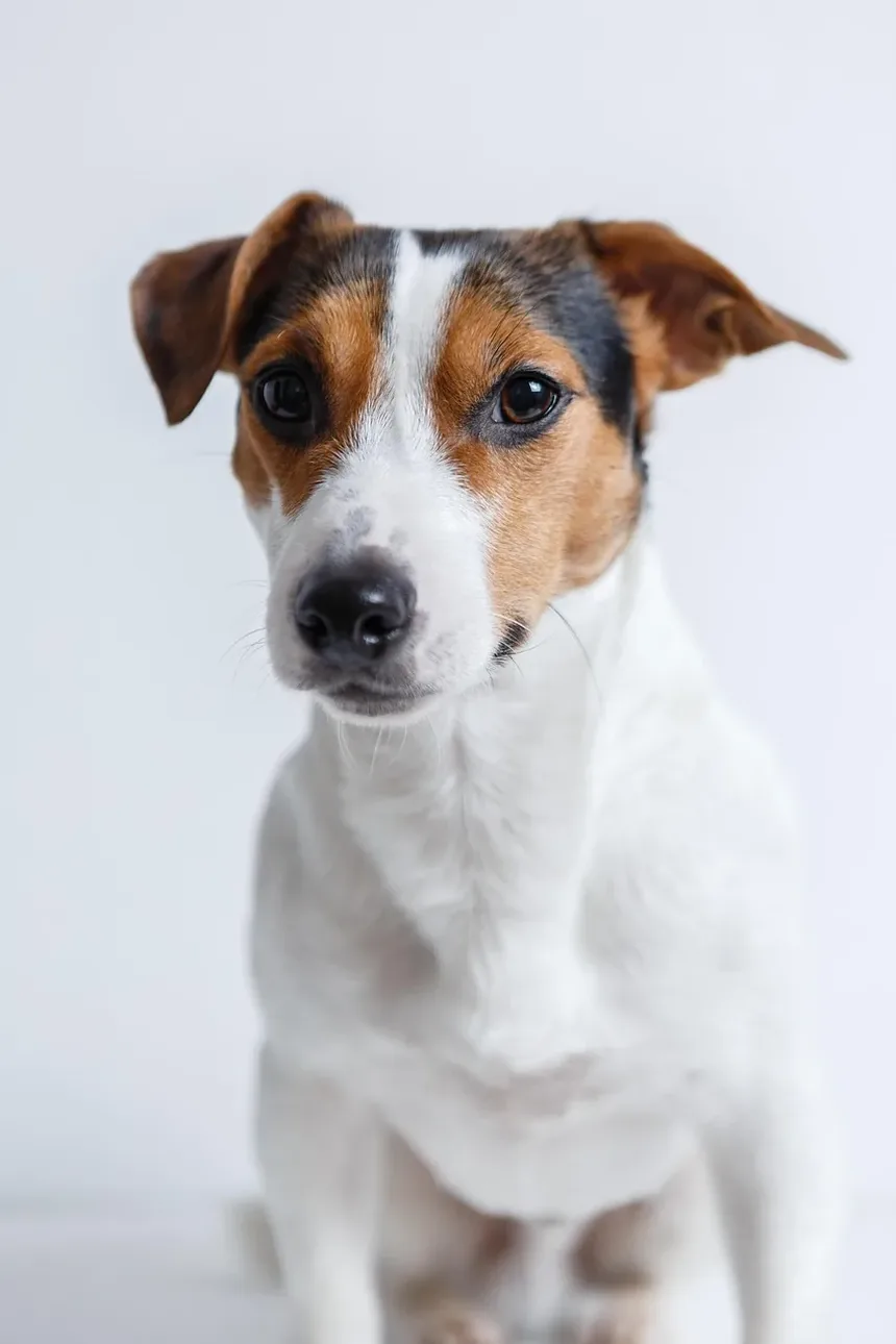 Melhores Raças de Cães para Fazendas: Escolhendo o Companheiro Canino Ideal